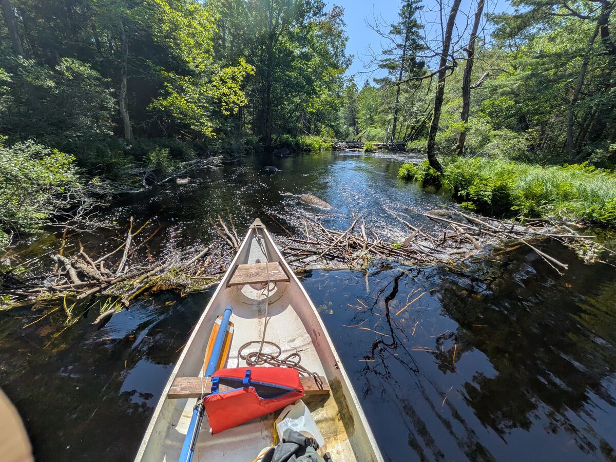 Canoe approaching a beaver dam on a Nova Scotia river