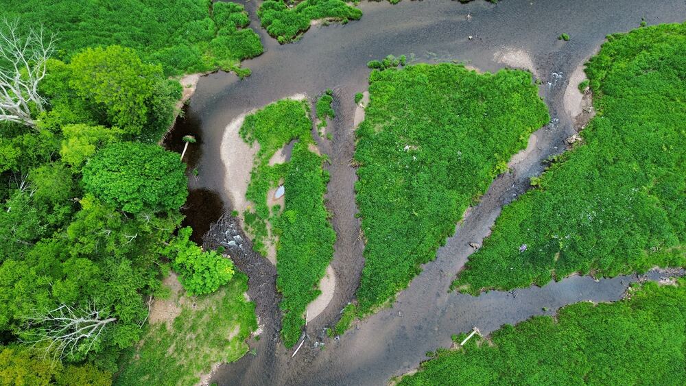 Drone view of a braided river channel through green floodplain in Nova Scotia