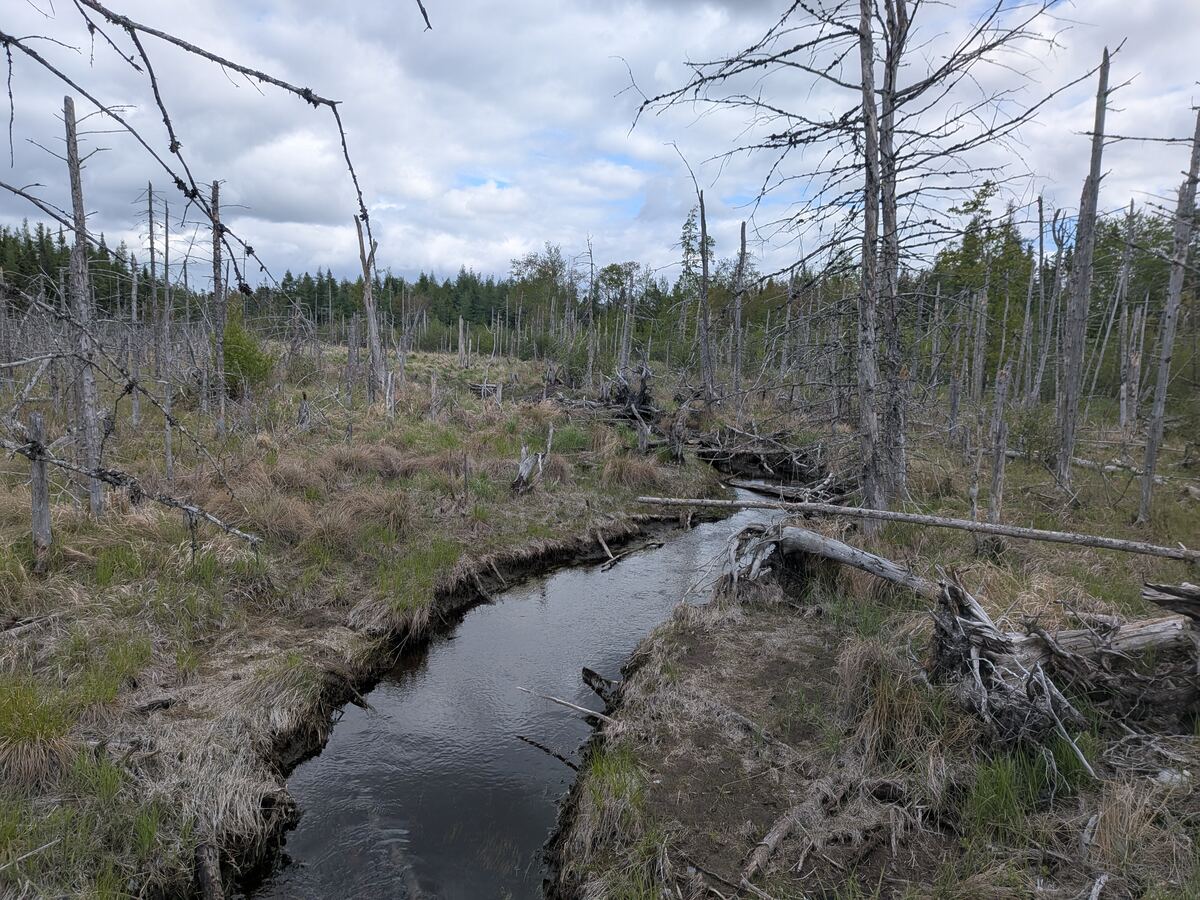 Small stream channel running through a wetland in Nova Scotia