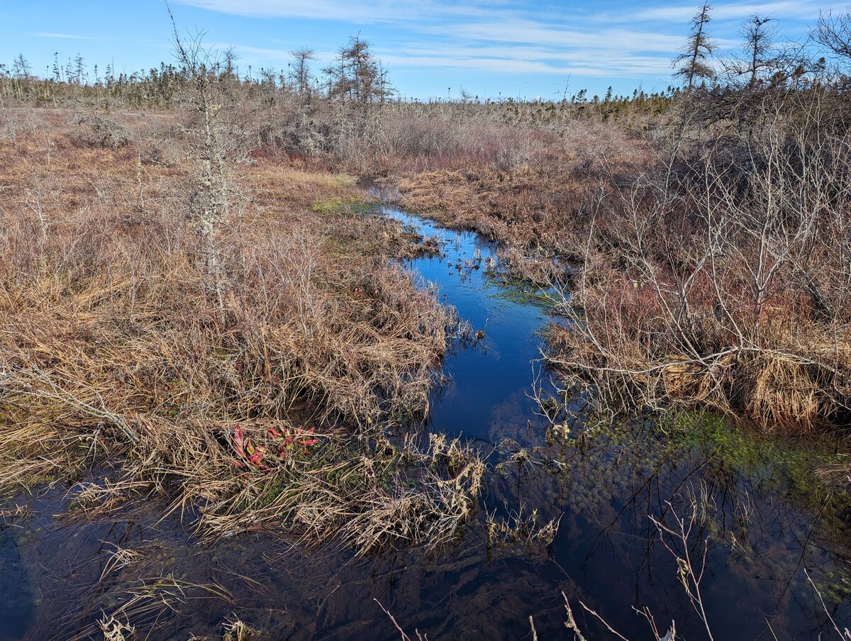 Open bog wetland with a small channel and pitcher plants in Nova Scotia