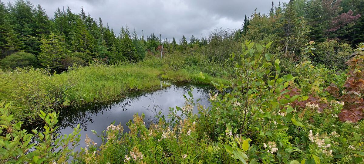 Wetland pond surrounded by shrubs and forest on a rural property