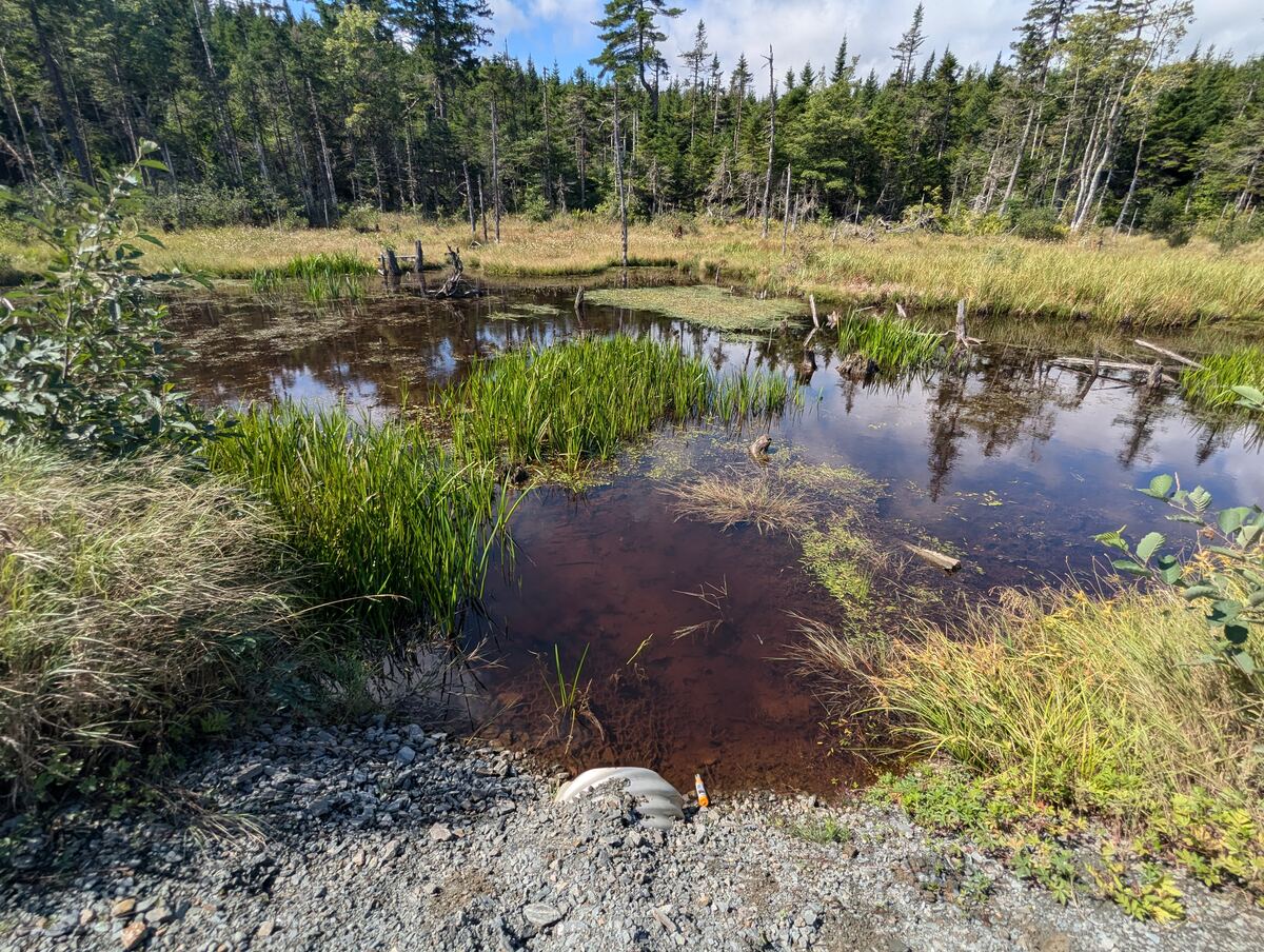 Wetland pond beside a gravel road with a culvert